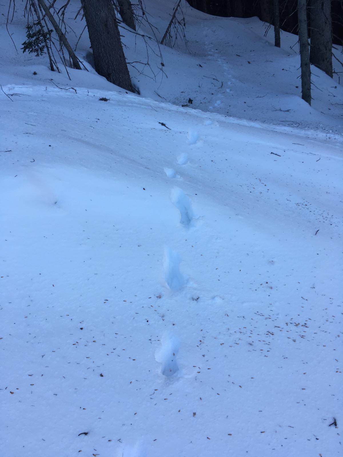 AVVISTATO UN LUPO A SAPPADA